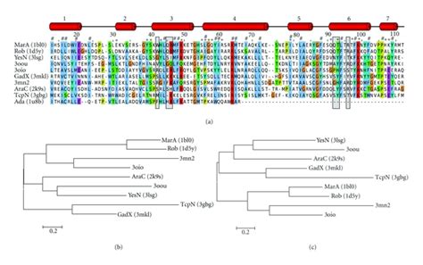 Structure Derived Multiple Sequence Alignment And Dendrogram Of Known Download Scientific