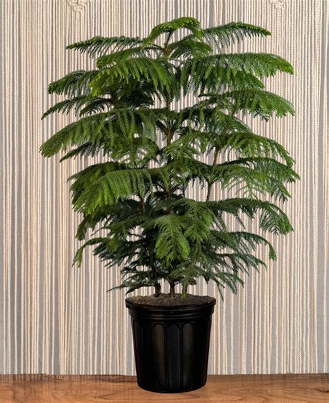 norfolk pine lakewood plant company