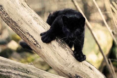 Staring Black Amur Leopard Cub On The Tree Stock Photo Download Image