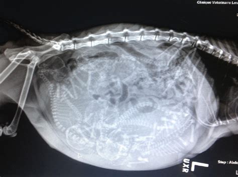 Radiographie D Une Chatte Enceinte