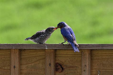 Male Eastern Bluebird Feeding Its Offspring Photograph by Dan Ledbetter ...