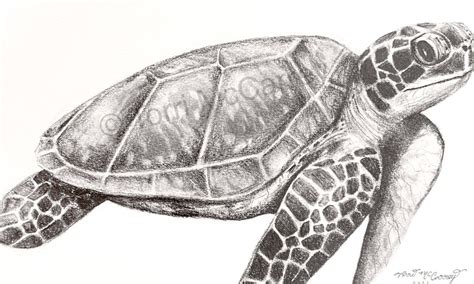 Sea Animal Art Realistic Sea Turtle Sketch Small Online Class For