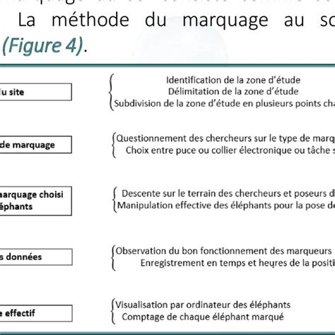 Etapes De La M Thode De Comptage De Tas De Crottes D L Phants