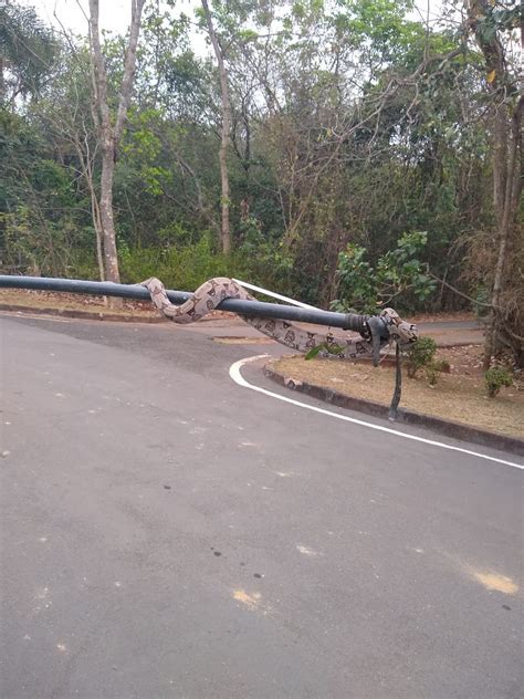 Jiboia De Metros Encontrada Perto De Pistas De Caminhada De Parque