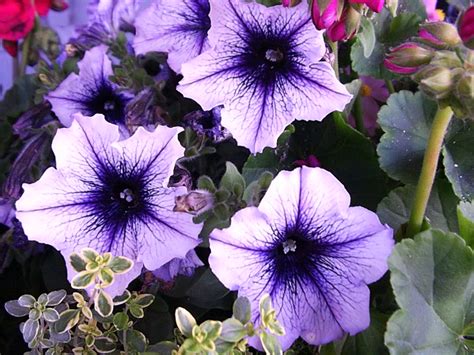 Purple Petunias - Garden Helper, Gardening Questions and Answers