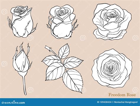 Rose Vector Set By Hand Drawing Stock Vector Illustration Of Abstract