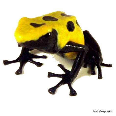 Dendrobates Tinctorius Citronella Tadpole Dyeing Poison Arrow Frog