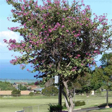 Buy Butterfly Orchid Tree (Bauhinia Purpurea) 10 seeds online :: Seeds ...