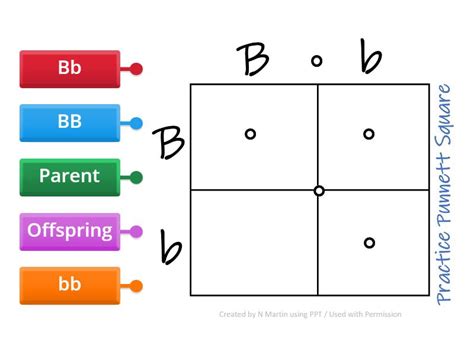 Punnett Square #1 - Labelled diagram