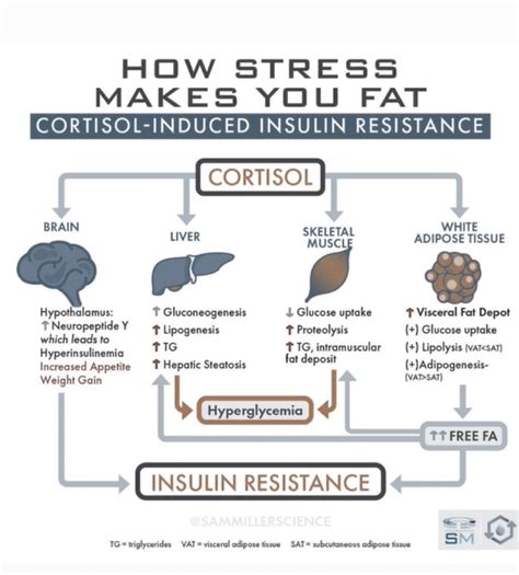 Can Stress Make You Fat The Science Of Cortisol Induced Insulin