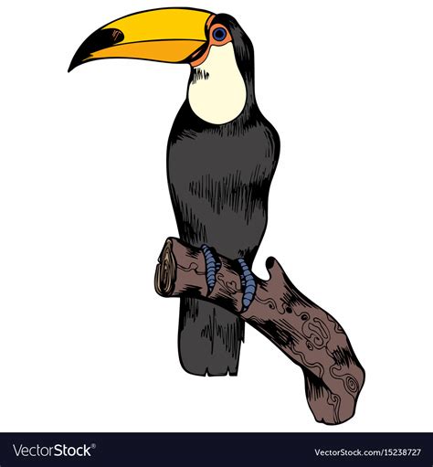 Toucan hand drawing for design Royalty Free Vector Image