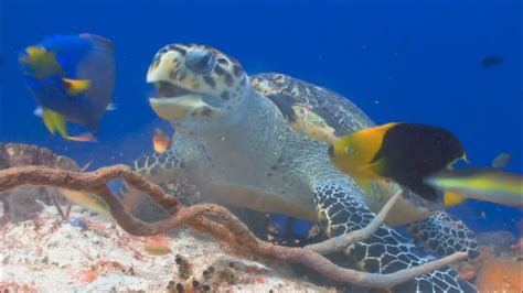 बहुत सुन्दर समुंद्री कछुआ देखने में लग रहा है Most Beautiful Sea Turtle