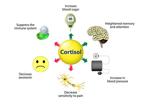 How Insulin And Cortisol Affect Your Body Girls Gone Strong