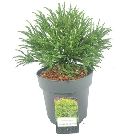 Cryptomeria Japonica Little Champion — Plant Wholesale Floraccess