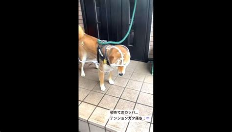 大好きなボール持参で散歩中の柴犬の身に悲劇が！悲しげにクンクン鳴く姿にキュン【動画】 柴犬ライフ Shiba Inu Life