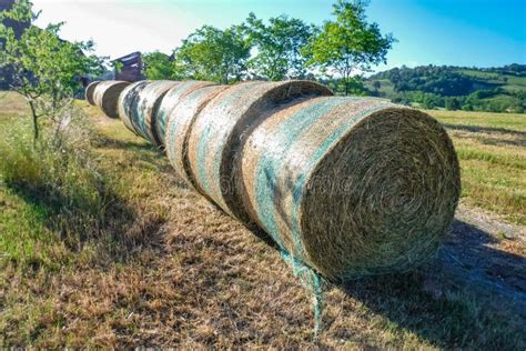 Hay Harvesting For Farming Cow Breeding Stock Photo Image Of Black