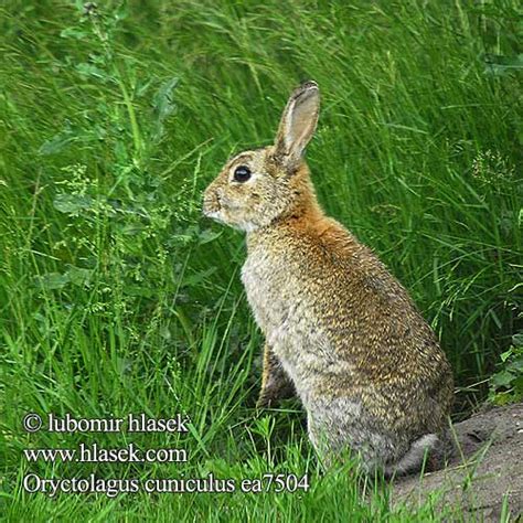 Oryctolagus Cuniculus Wildkaninchen European Rabbit Coniello