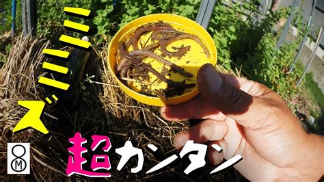 ミミズの超カンタン養殖？方法 Youtube