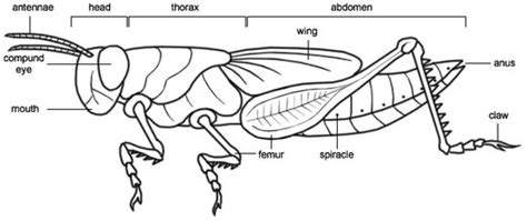 Grasshopper Dissection Karinas Bio 11 Portfolio