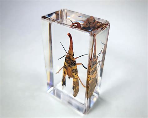 Bugs In Resin Museum Quality Resin Specimens