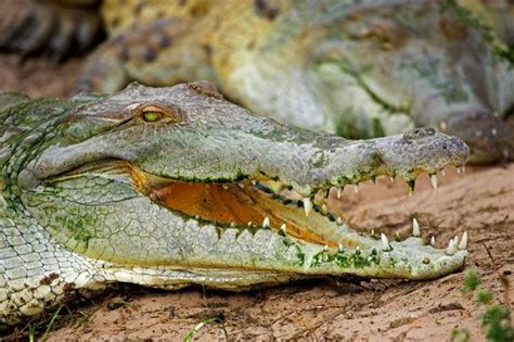 Orinoco crocodile | Size, Diet, Population, & Facts | Britannica