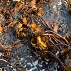 Wrack Species Supplied By Horizon Seaweed Species Guide Horizon Seaweed