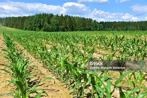 tanaman jagung muda  ladang latar belakang tanaman jagung