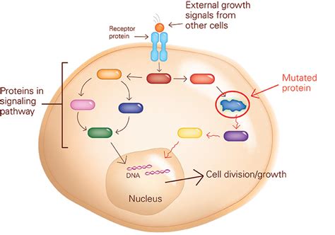 Cancer Signaling Pathways