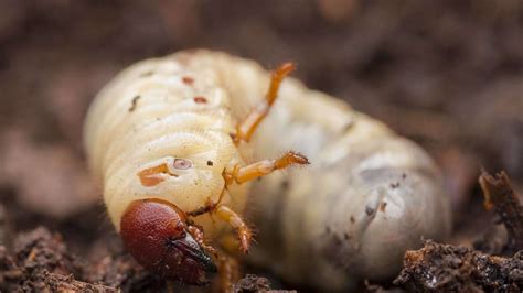 Engerlinge bekämpfen Hausmittel helfen gegen Larven im Garten