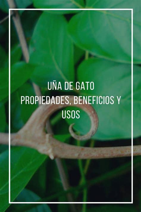 U A De Gato Beneficios Usos Y Propiedades Medicinales Artofit