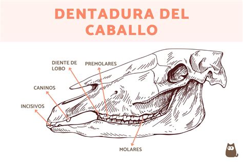 Cuántos dientes tiene un caballo Todo sobre su dentadura