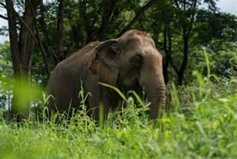 Elephant Killed Villager Elephant Killed Villager Outside The House ठंड में घर के बाहर अलाव