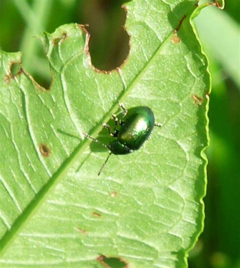 Wild and Wonderful: Eye-catching Insects (3): Dock Leaf Beetle at WWT