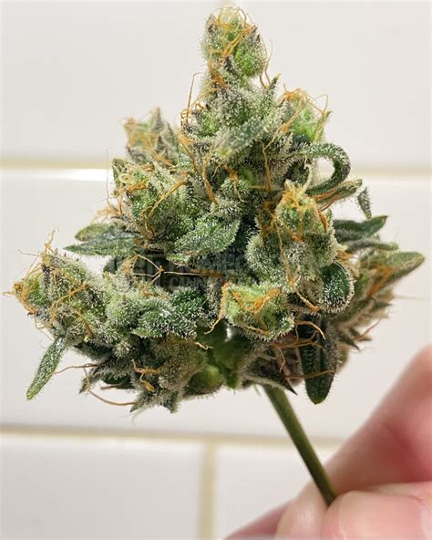 Jack Herer Autoflower Cannabis Seeds Week 15 Grow Journal By Dandan