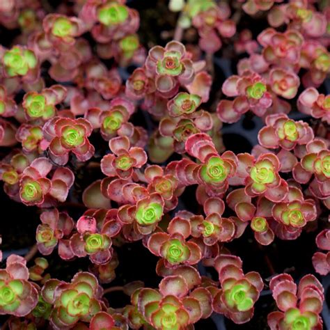 Sedum Autumn Joy Plug Flat Moonshine Designs Nursery