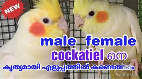 Cockatiel Gender Identification Lutino Male And Female Cockatiel YouTube