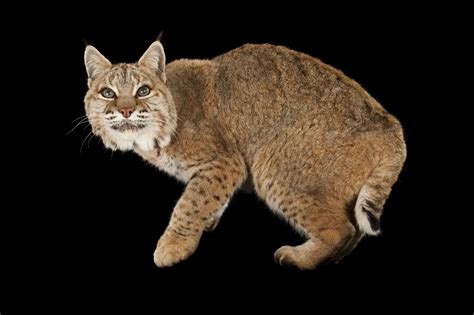 Types Of Wild Cats In North America at Gabriel Basser blog