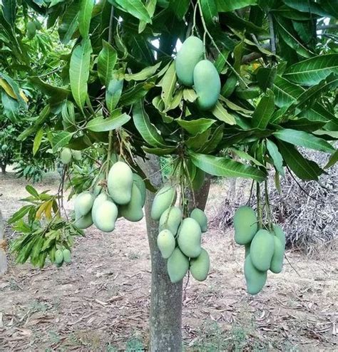 Well Watered Green Amrapali Mango Plant At Rs Plant In Hubli Id