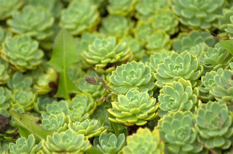 Images Gratuites La Nature Feuille Fleur Vert Herbe Botanique