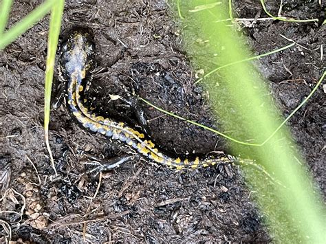 I found a long toed salamander and a toad! : r/herpetology