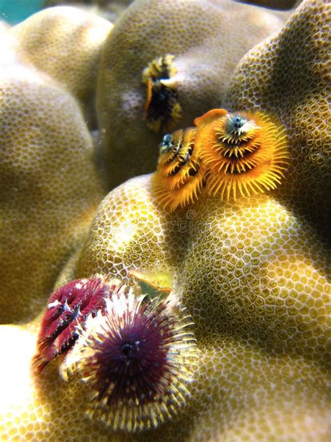 Spirobranchus Giganteus Christmas Tree Sea Worm Spiral Gilled