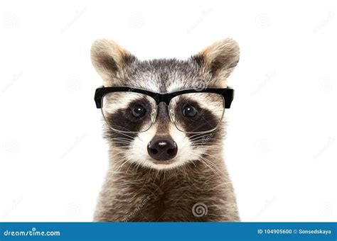 Funny Animals With Sunglasses