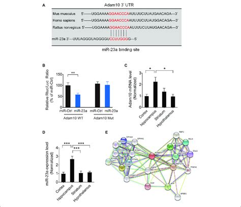 ADAM10 Is Validated As A Target Gene Of MiR 23a A The Binding Site