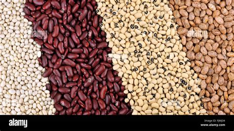 Dried Beans From Left Haricot Or Navy Beans Red Kidney Beans Or Red