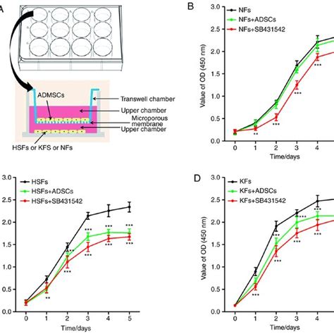 Effects Of Adscs On The Proliferation Of Nfs Hsfs And Kfs A Download Scientific Diagram