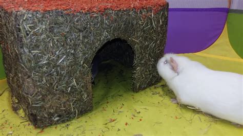 Baby Guinea Pigs Luna And Willow Explore Some New Toys 😊 Youtube