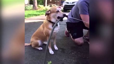 Baisee Par Son Mec Et Son Chien Chien Nouvelles