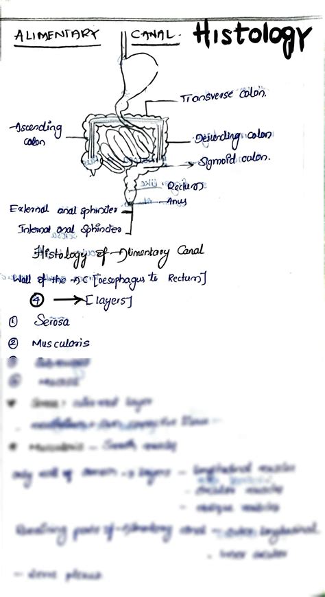 Solution Histology Of Alimentary Canal Studypool