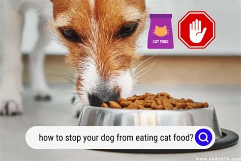 How To Stop Your Dog From Eating Cat Food Oodle Life