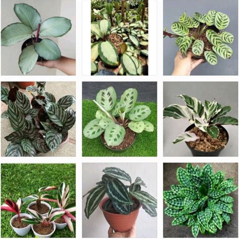 Jual Paket 9 Jenis Tanaman Calathea Shopee Indonesia